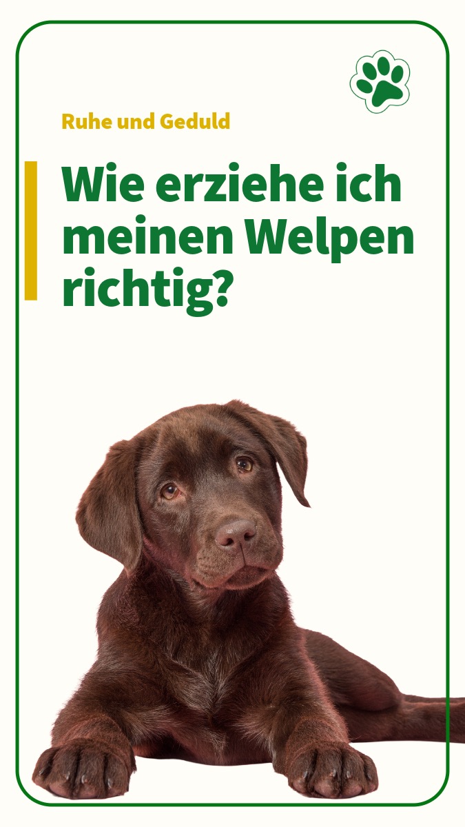 Wie erziehe ich meinen Welpen richtig?