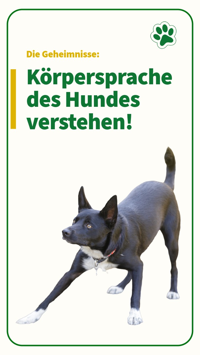 Körpersprache des Hundes verstehen